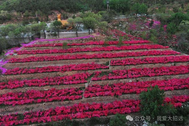 招远这个景区“藏着”的一大片花海！美翻了！(图2)