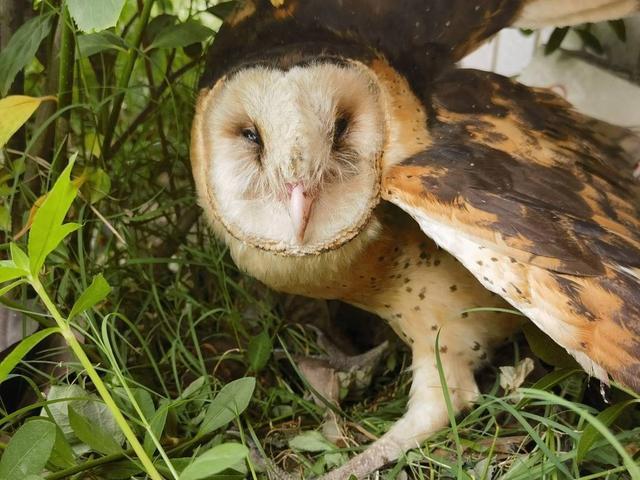 “有困难找警察”已传到鸟界 受伤猴面鹰凌晨“投奔”派出所(图1)