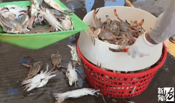 上海正大量上市梭子蟹每天供应超100万斤！很多人买到死货能吃吗？(图4)