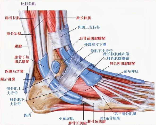 【名医名科】脑卒中后踝关节如何进行康复训练？(图2)